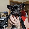 Französische Bulldoggenwelpen