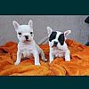 Süße Französische Bulldoggenwelpen