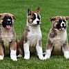 Akita Inu Welpen