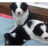 Wunderschöner Border Collie