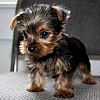 Gute Yorkshire-Terrier-Welpen
