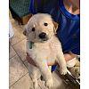 KC-registrierte Labrador-Welpen