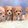 Süße Maltipoo-Welpen aus eigener Aufzucht