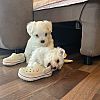 Mini Malteser Babys Welpen mit papieren