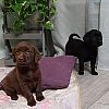 Labrador Welpen mit Papieren