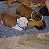 Erhältlich Englisch Bulldogge Welpen