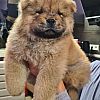 chow chow Welpe,