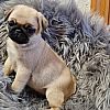 Mini Mops Welpen