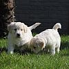 Golden Retriever Welpen